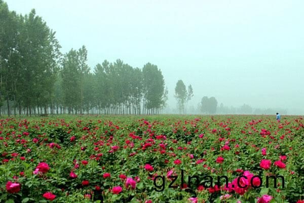 玫瓌(gui)種(zhong)植基(ji)地(di)